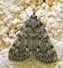 Aglossa pinguinalis